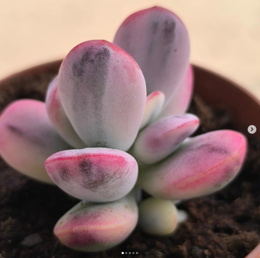 Cotyledon Orbiculata Oohphylla variegada